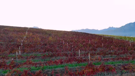 a dynamic low-angle drone flight skims the rolling red grass hills with misty mountains in the background