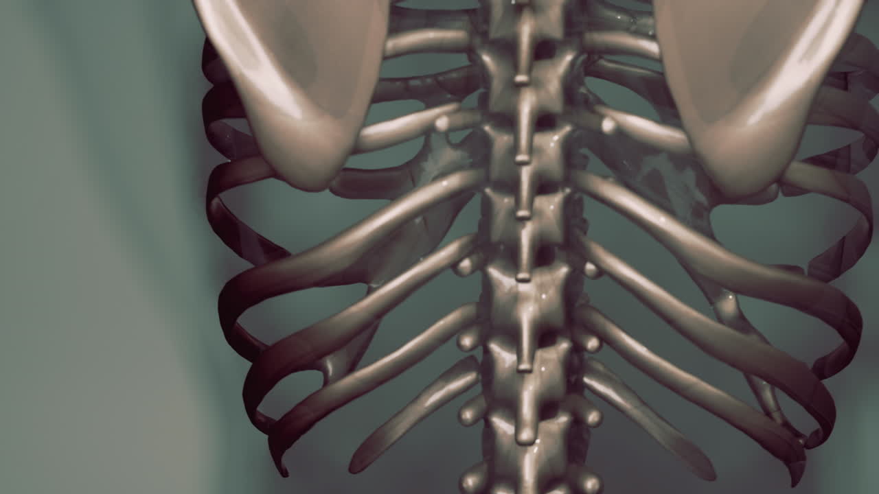 호만 골격 의 눈에 보이는  ⁇