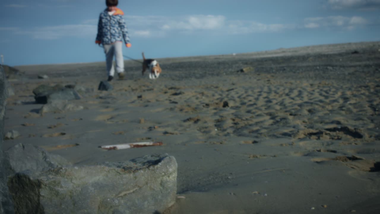 4k 야외 해변 어린이와 개가 해변에서 산책합니다.
