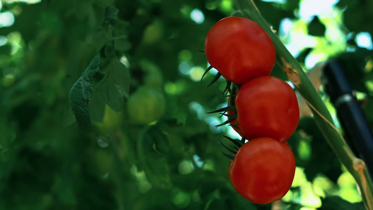 Several ripe red tomatoes on the plant ready for harvest. In a modern greenhouse, the sun shines behind the leaves of plants.