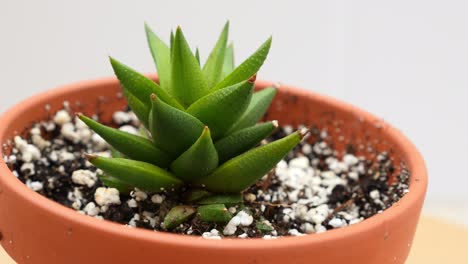 Astroloba-skinneri-Succulent