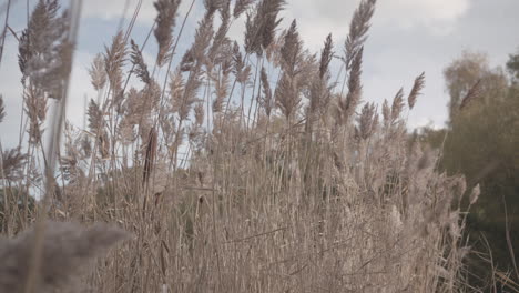 wide shot of reeds - rushes blowing in the wind, lite by the last of the autumn - fall sun, in slow motion - ungraded