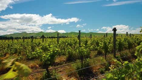 pov shot walking through vineyards on a sunny day in new zealand