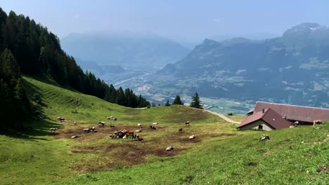 Mehrere-Kühe-Auf-Den-Grünen-Feldern,-Die-Gras-Fressen,-Mit-Einem-Bauernhaus-Und-Einem-Tal-Im-Hintergrund