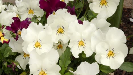 Flores-De-Pensamiento-Blanco-En-El-Borde-Del-Jardín