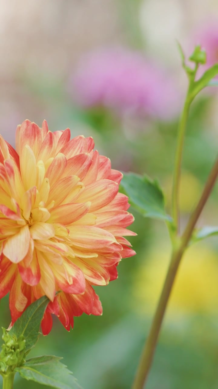 Un vivido fiore di dalia arancione a fuoco nitido, luce naturale soffusa, leggero movimento della fotocamera, sfondo sfocato.