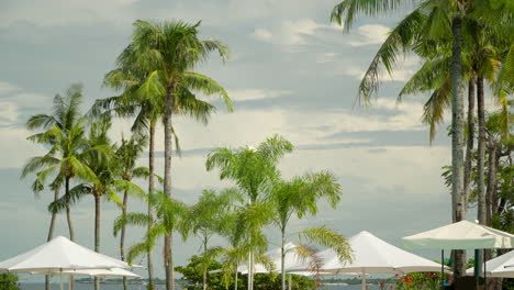 white sunshades or umbrellas and coconut plalms at the beach against sunset sky at golden hour