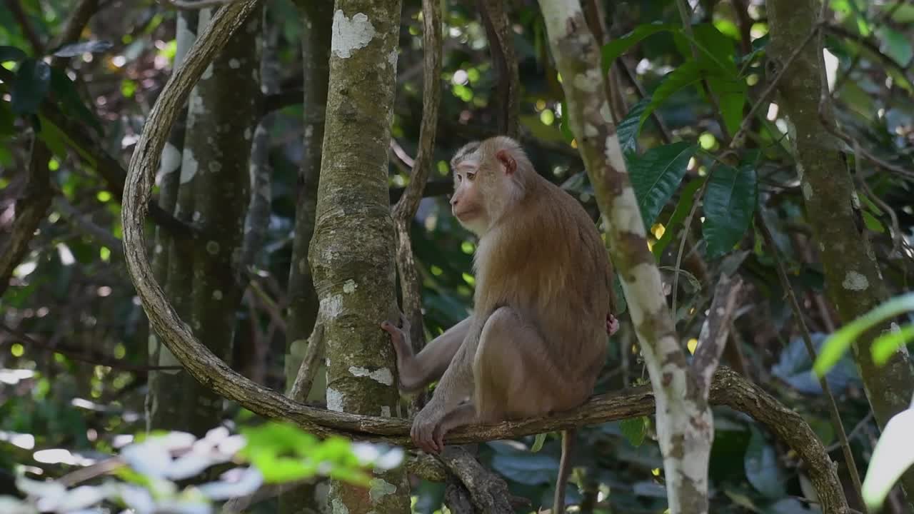 el macaco de cola de cerdo del norte es un primate que se encuentra comúnmente en el parque nacional de khao yai, aunque es una especie vulnerable