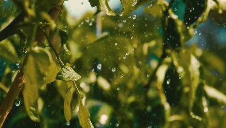 watering plants in a vegetable garden