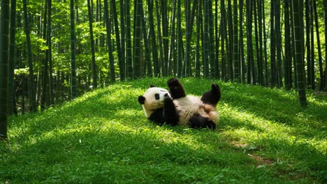 a playful panda rolling on the grass amongst bamboo trees, enjoying its leisure time in a serene natural environment