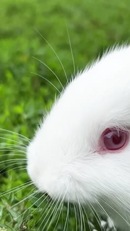 a fluffy white rabbit with pretty pink eyes is peacefully sitting in the lush green grass enjoying