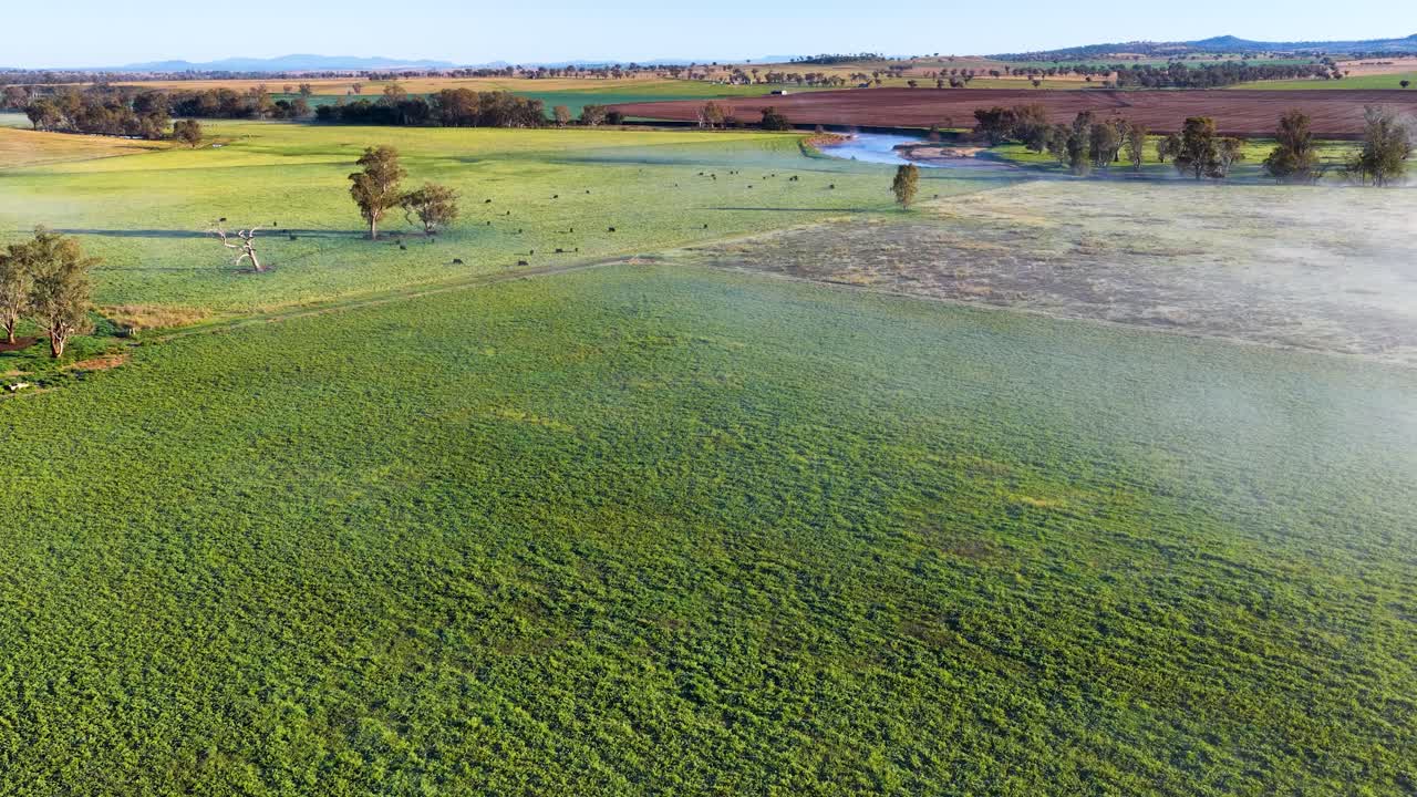 Aerial view of fog drifting across grassy hills with scattered trees and a distant river, captured in soft morning light with smooth camera movement