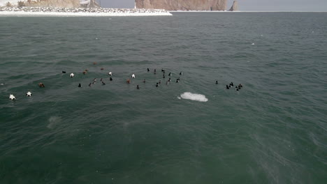 Eine-Gruppe-Enten-Schwimmt-Im-Winter-Auf-Dem-Meer-In-Quebec,-Kanada