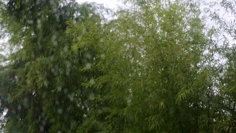 Bamboo-tree-leaves-blowing-in-the-windy-rain,-heavy-raindrops