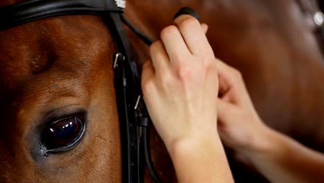 close-up, women's hands put on a bridle, tighten leather straps on the muzzle of a thoroughbred, beautiful horse.eye of a horse. muzzle of a horse. stallion. portrait of a horse