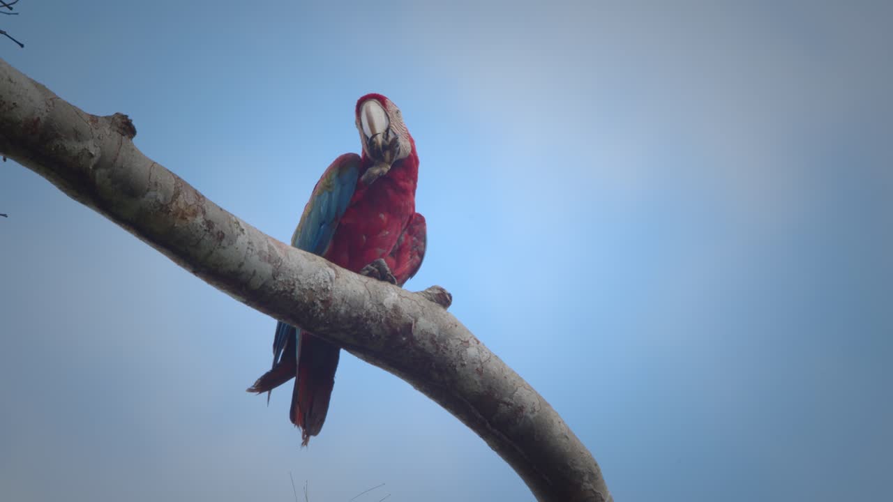 la guacamaya roja con la cola rota se sienta en una rama con el cielo en el fondo limpiando sus garras