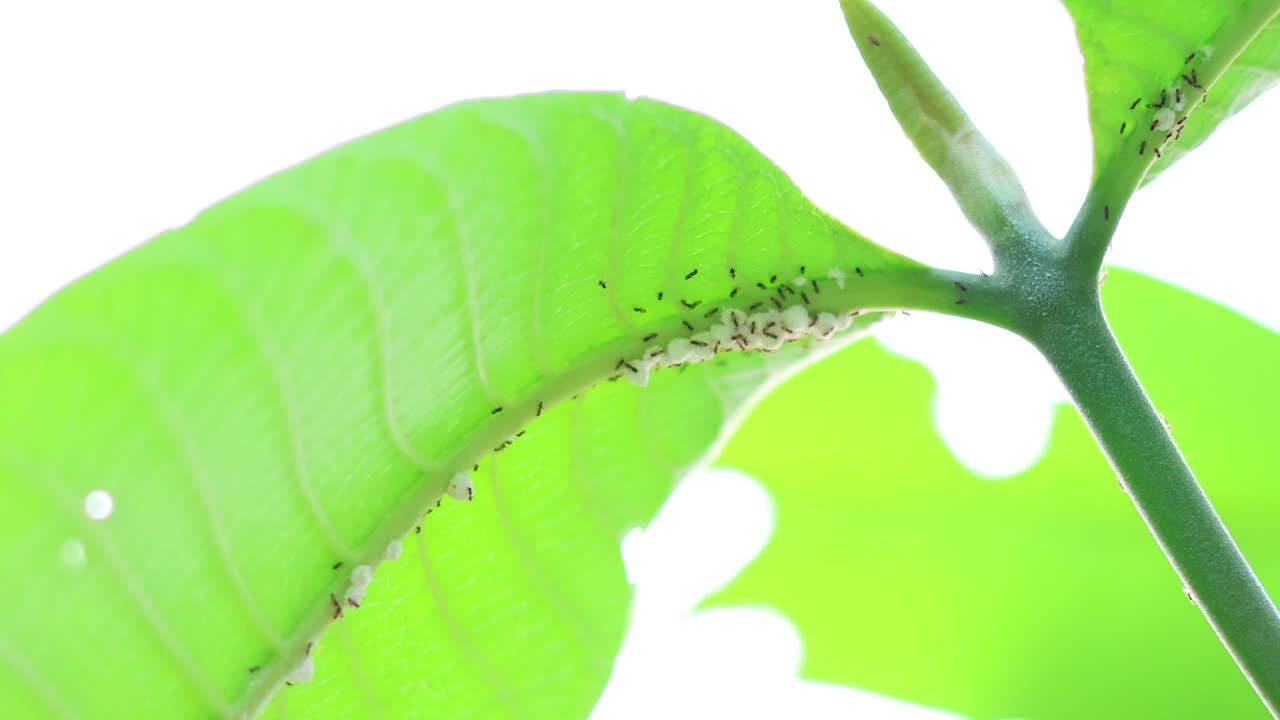 녹색 잎 을 따라 움직이는 개미 들