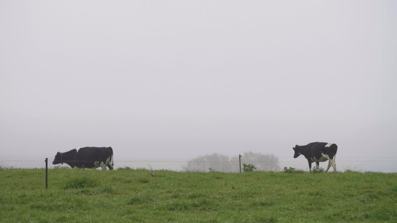 Free stock video - Slow motion of cows grazing