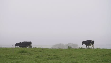 slow motion van grazende koeien