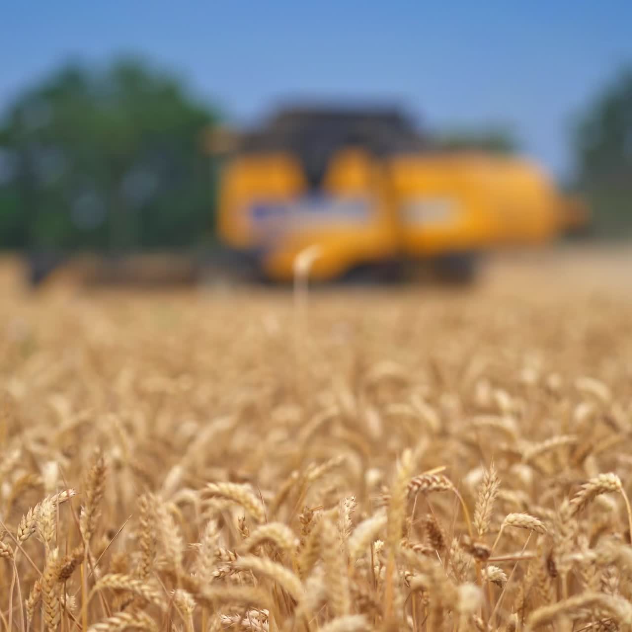 Special harvester cuts wheat. A special agricultural machine collects the finished wheat