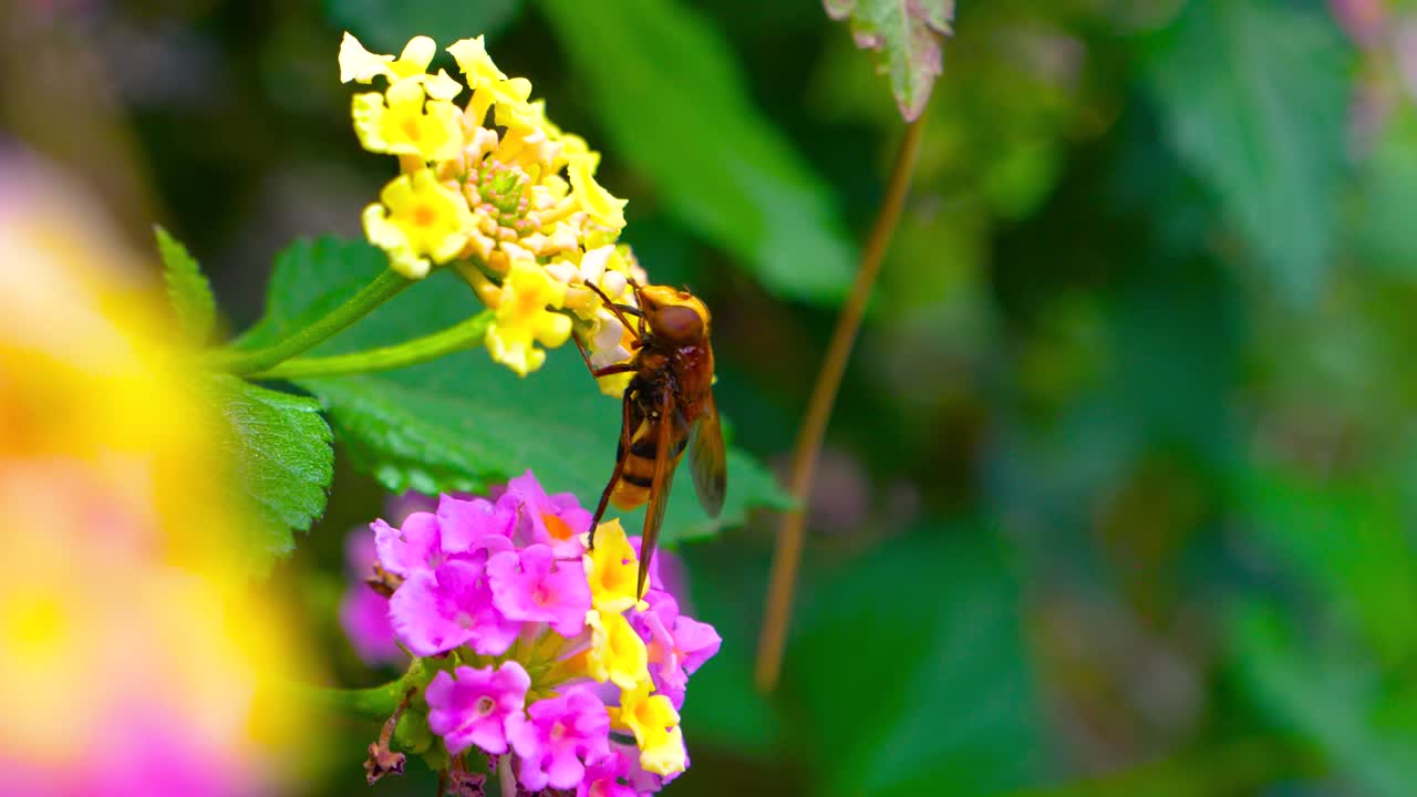 벌 아피스는 노란색 꽃에서 꽃가루를 뿌리는 동안