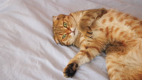 fluffy ginger cat relaxing on a light blue bed