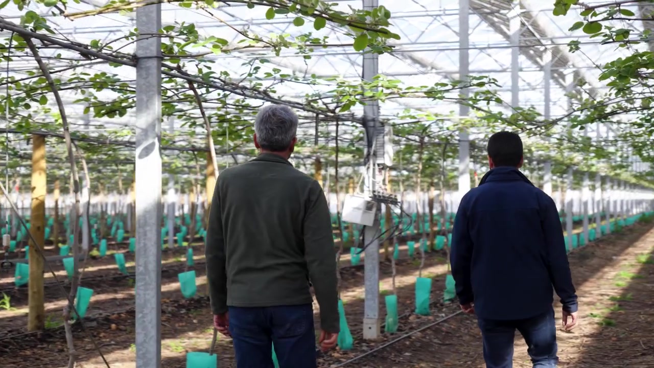 Vista trasera de dos agricultores caminando por un moderno invernadero de kiwis, revisando el follaje del dosel y el desarrollo del cultivo