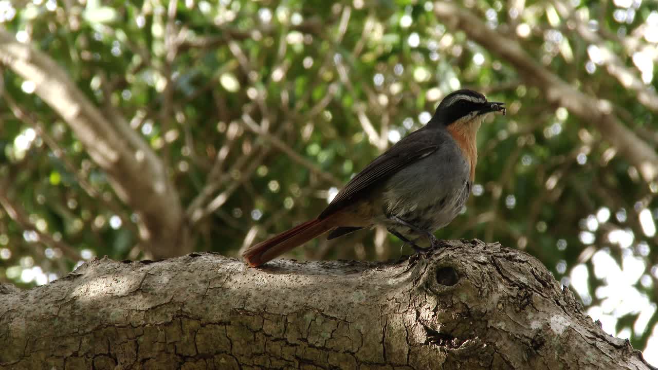 un cape robin charla con un insecto en su pico posado en una rama de árbol