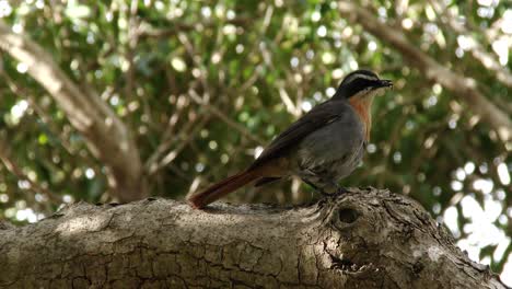 a cape robin chat with an insect in it's beak perched on a tree branch