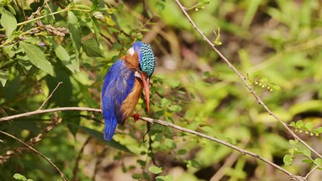 pájaro pescador de malaquita, hermosas aves africanas de colores brillantes encaramadas en una rama en áfrica, encaramadas en una rama en una rama, ramas de arbusto en un safari de vida silvestre en masai mara, kenia