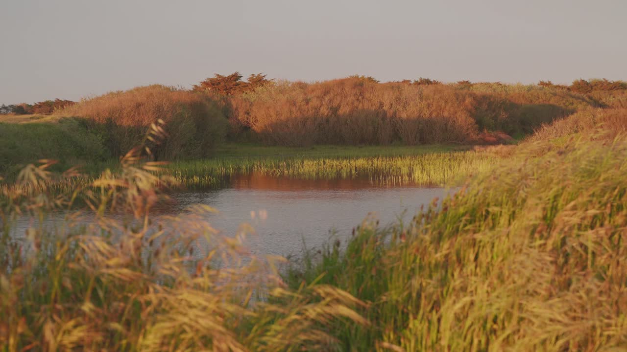 un estanque sereno rodeado de hierba alta y follaje de otoño al atardecer, pacífico y natural