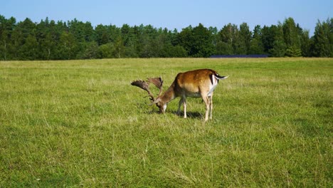 Schöne-Aufnahme-Von-Braunen-Damhirschen,-Die-Auf-Einem-Ländlichen-Feld-Weiden