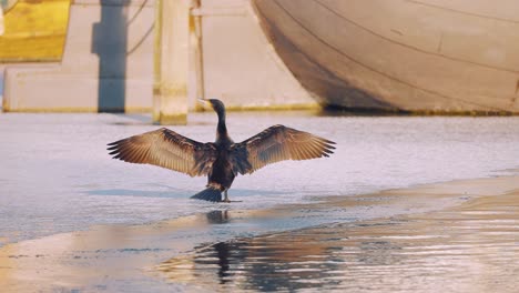 mature cormorant drying its feathers by vigorously flapping its wings