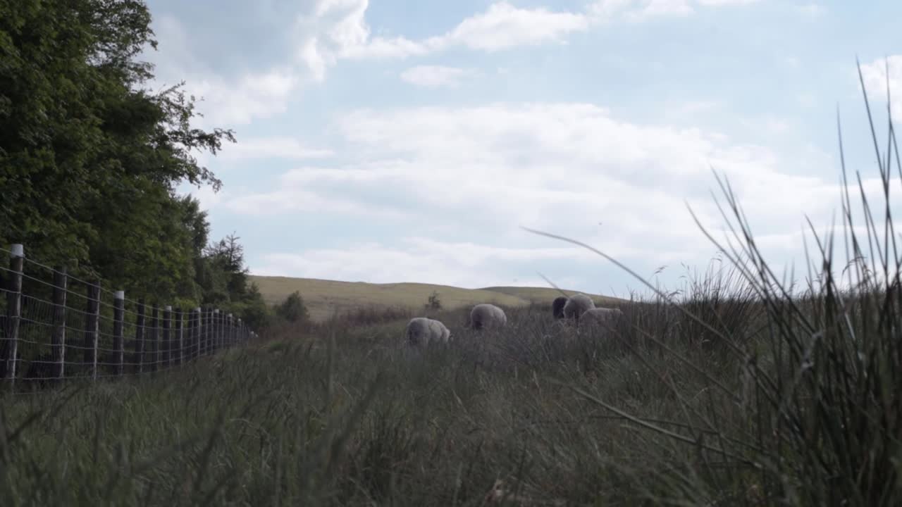 Flock of sheep grazing on farmland wide landscape static shot