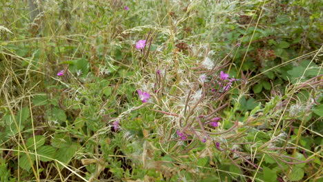 rosebay willow herb growing on a grass verge in the english countryside and seed pods