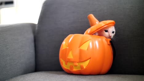 4k carino gattino tabby nascosto all'interno del secchio di zucca, felice halloween