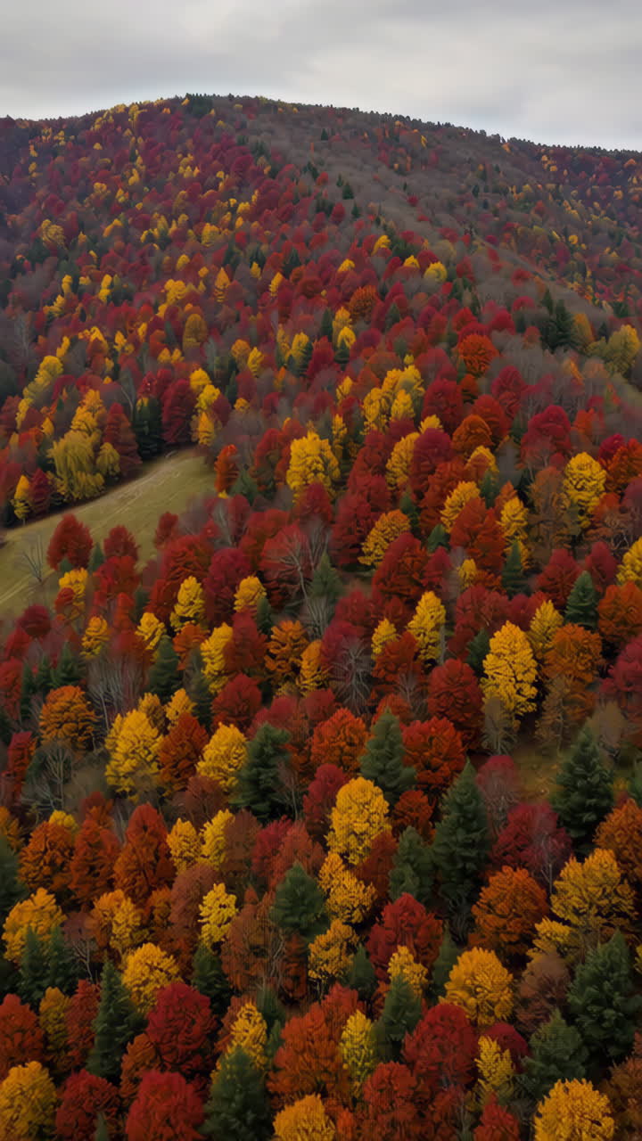 el follaje de otoño en una ladera de la montaña