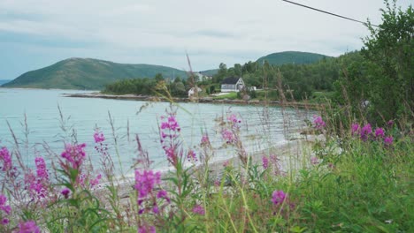 wild pink flowers with scenic landscape of fjord and mountains in botnhamn, norway