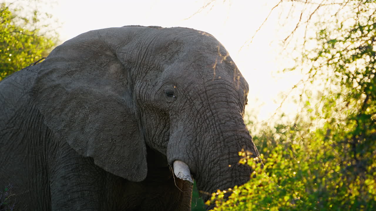 Elephant in the Sunlight