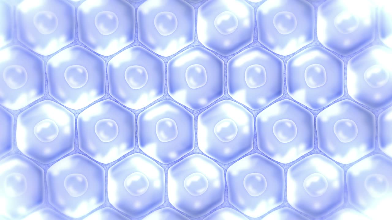 Human skin cells. Each cell with membrane. Cellular therapy. Disease treatment. Nucleus and vacuole. Regeneration. Loop animation.
