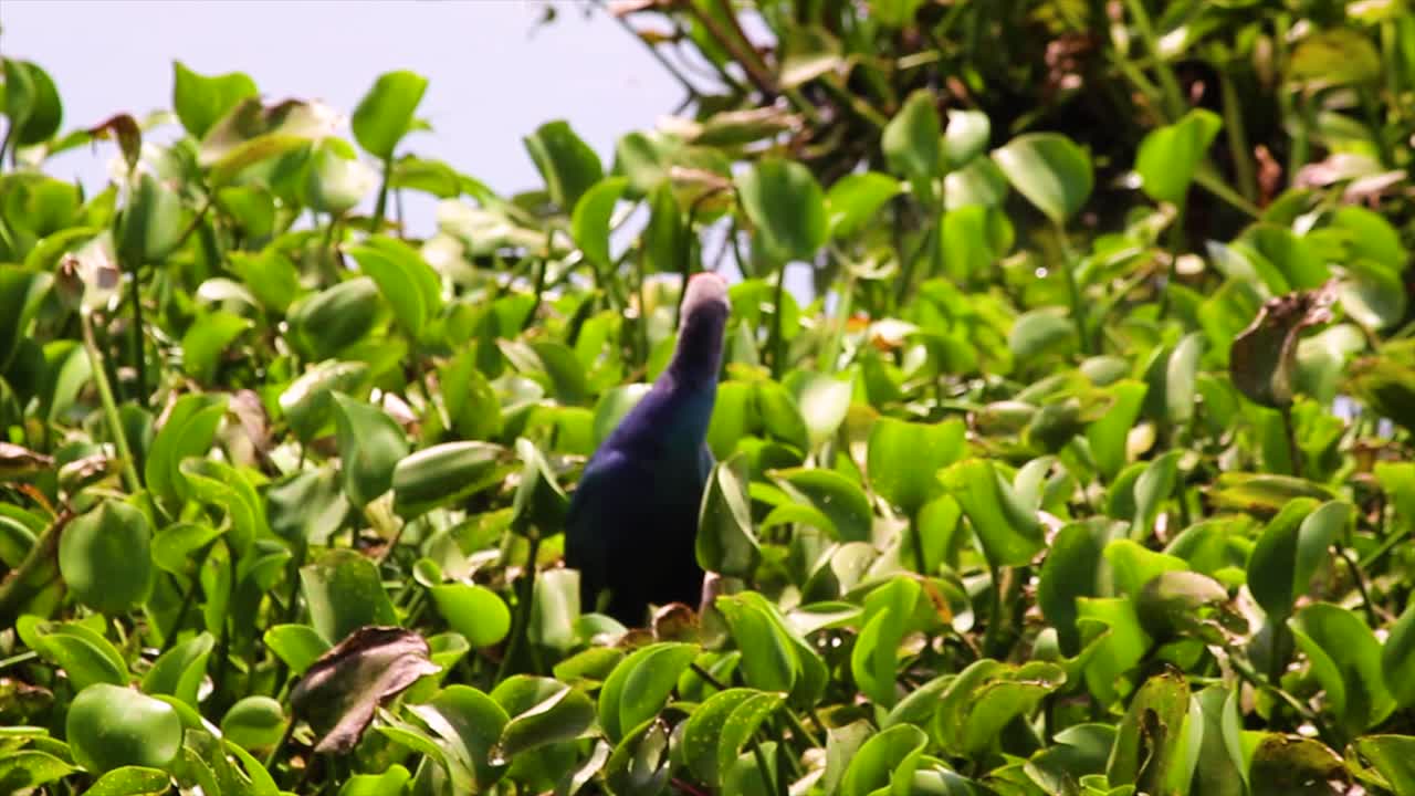 Vibrant purple swamphen peeks through lush water plants in tropical marsh. Ideal for bird, nature and wetland wildlife themes.