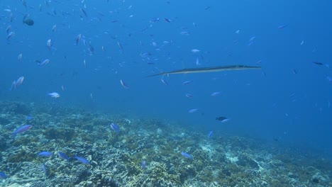 trumpet fish on a tropical coral reef - close shot