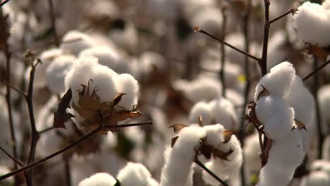 Close-up-of-cotton-on-cotton-plants-at-a-plantation