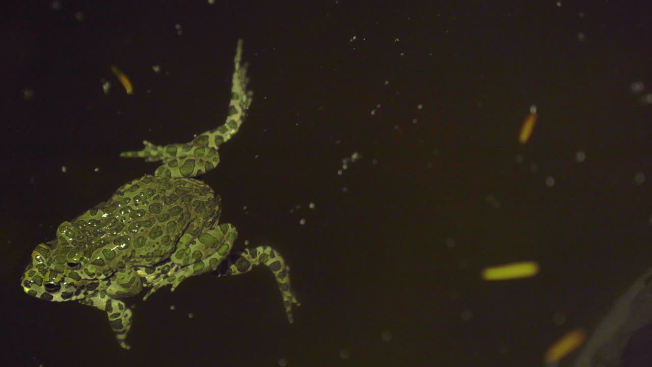 発情期に泳ぐ2頭のバーガーガエル