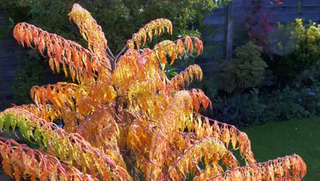 Orange-Acer-Japanischer-Ahorn-Weht-In-Der-Herbstsonne-Im-Wind-4