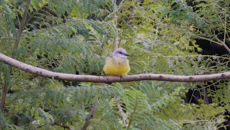 golden-bellied flycatcher looking around perched on branch