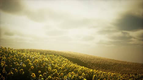 Sonnenblumenfeld-Und-Bewölkter-Himmel