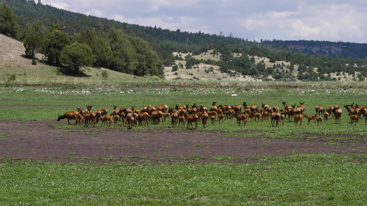 Mandria al pascolo in un campo in una giornata calda.