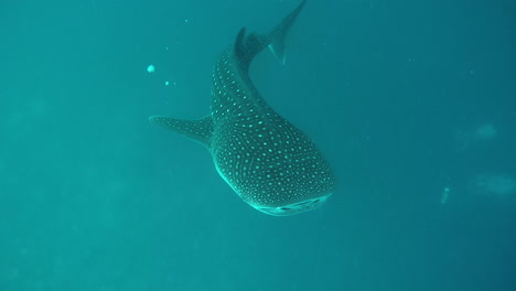 Handheld-underwater-shot-of-whale-shark-in-the-deep-blue-ocean