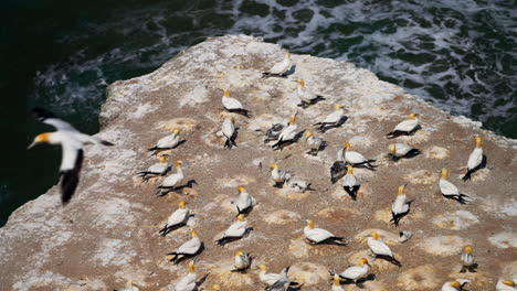 colonia de ganetes - bandada de aves marinas encaramadas en una roca en nueva zelanda